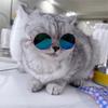 Super Cool Pet Sunglasses for Small Dogs Cats Round Puppy Dog Eye-wear Glasses Masoctas Products for Littel Animals Accessories