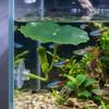 Artificial Fighting Fish Resting Leaves Simulated Lotus Leaves Fish Hammock  Betta Fish Tank