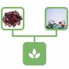 Rose Dried Rose Petals 1 Kg Natural Shop