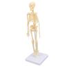 Human Skeleton Model Articulated Joint Removable Exquisite Craft Anatomy Human Body Skeleton Model for School Education Holiday Decoration