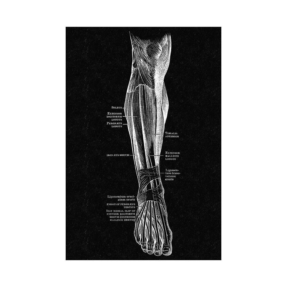 Canvas Printing Human Anatomy Artwork Wall Art Poster Skeleton Organ Muscular System Vintage Home Decor