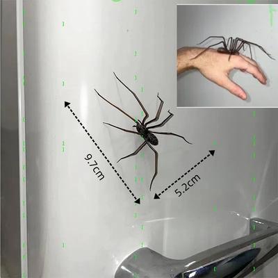Spindelfrysmaskinsmagneter Dekoration för kylskåp Roliga Nyhetsmagnetiska kylskåpsaccessoarer Spindelmagnet Heminredningsaccessoarer