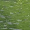 Sporturi nautice – Bărci cu vâsle