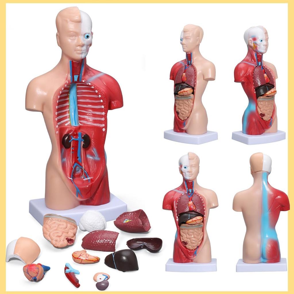 Human Anatomy Model 15 Detachable Parts of the Human Includes Internal and 28cm Display for Preschool and School Science and Medical Education - Body,