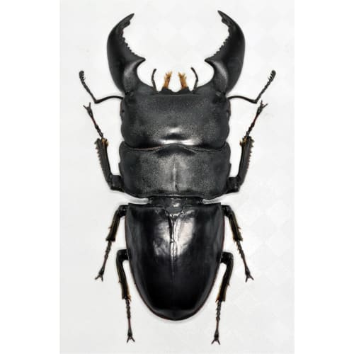 BACALYSO | Nirvana 1/1 Scale Stag Beetle Figure, Magnetic Refrigerator Ornament, Realistic Adult Illustrated Wild Insect Beetle, Summer, Resin, Adult-