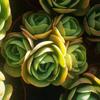 Peach Blossom Succulent: Cute, Cluster-Forming, Easy-Care Office Plant