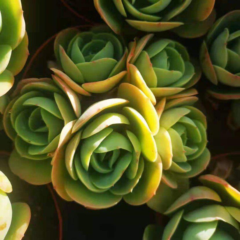 Peach Blossom Succulent: Cute, Cluster-Forming, Easy-Care Office Plant