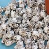 20Pcs Resins Dragon Skull Set for Home and Garden Decoration for Garden Pathway and Planter Decoration