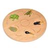 Montessori Plant & Animal Life Cycle Educational Toy Set for Early Learning