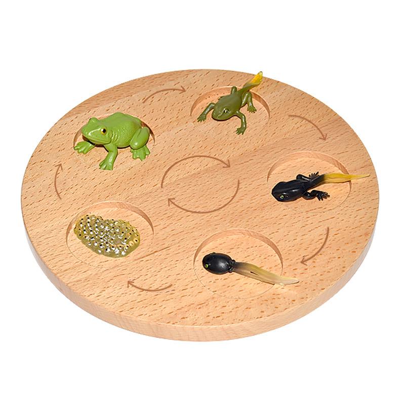 Montessori Plant & Animal Life Cycle Educational Toy Set for Early Learning