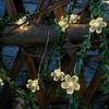 LED rattan peach blossom light string small light simulation flower wreath battery box flower decoration light Christmas party