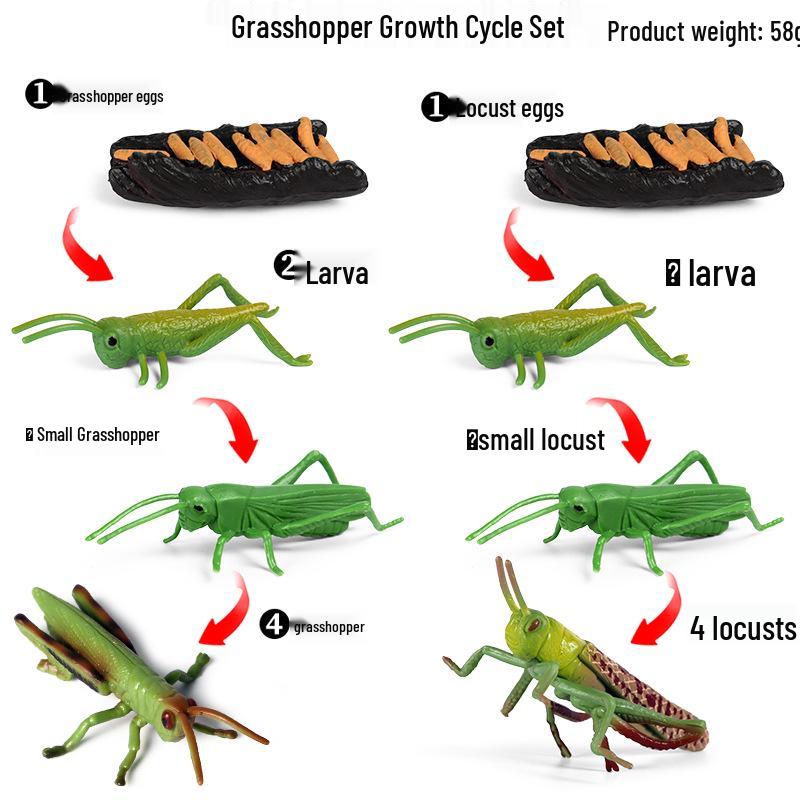 Insect Growth Cycle Model Set: Ladybug, Bee, Grasshopper Educational Toy Ornament