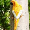 Simulation Parrot Bird Sculpture?Resin Craft Wall Hanging Garden Decoration