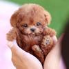 Walking My Realistic Robot Puppy Plush Walking Dog Toy Fashion Simulated Puppy  for Chilren