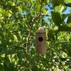 Wooden Hanging Bird House Handmade Pet Cottage Pet Cottage Hummingbird House  Outdoor Decoration