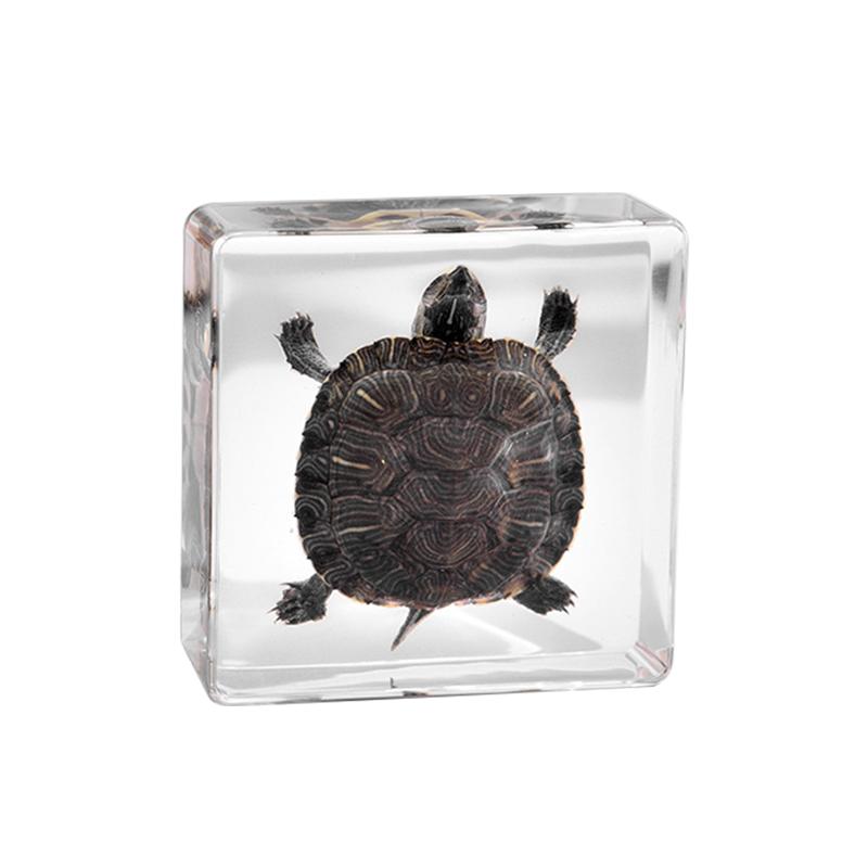 

Настоящий образец животного осьминога черепахи в смоле для занятий в классе по естественнонаучному образованию, отличный подарок для любителей таксидермии