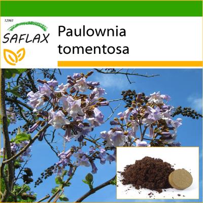 Princess Tree - 200 semi - Con substrato da vaso per una migliore coltivazione - Paulownia tomentosa