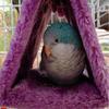 Fashion Pet Bird Parrot Cages Warm Hammock Hut Tent Bed Hanging Cave For Sleeping and Hatching Beautiful Birds House Parakeet