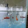 Acrylic Aquarium Feeders Ring Transparent Fixed-Point Fish Tank Food Dispenser Suction Cup Floating Food Tray Feeder
