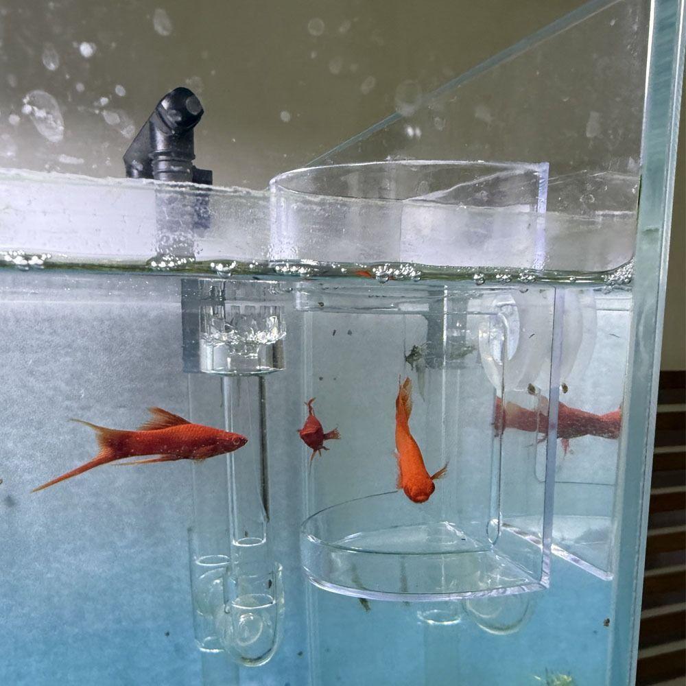 Acrylic Aquarium Feeders Ring Transparent Fixed-Point Fish Tank Food Dispenser Suction Cup Floating Food Tray Feeder