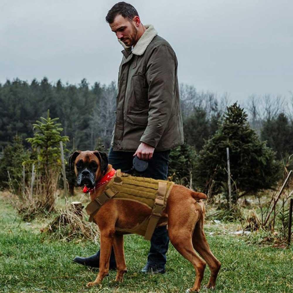 rescue in training dog vest