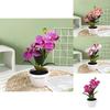 Artificial Phalaenopsis Flower Decor With Plastic And Silk Materials For Indoor Garden And Photography Props
