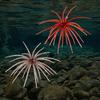 Realistic Bionic Lures for Trout Floating Sea Urchin Soft Lures, Highly Elastic TPE Fishing Baits, Plastic Bait Reservoirs Flexible Tentacles Bluegill