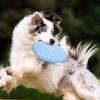 Bite Resistant Dog Training Throwing Toys Soft Pet Training Disc Dog Flying Disc  Feed Water