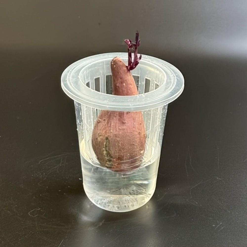 Transparente Kunststoff Hydroponik-Netztöpfe Pflanzenanzucht Gemüsebaumschule Pflanzenbaumschule Topf Blumentopf Wurzelansicht Tassen