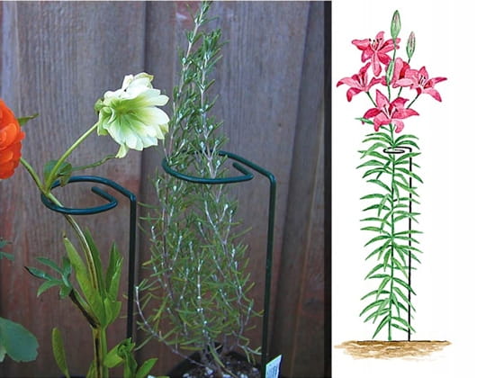 Plant Support , Powder-Coated Steel