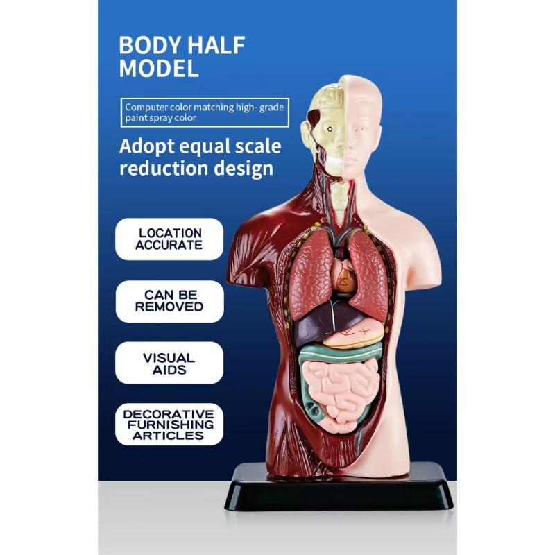 Human Torso Model, menneskekroppsmodell for barn brukt til studentundervisningsforskning, med tilhørende produktbrukerhåndbok