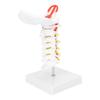 Cervical Vertebra Model Arteria Spine Spinal Nerves Anatomical Model for Science Classroom Study