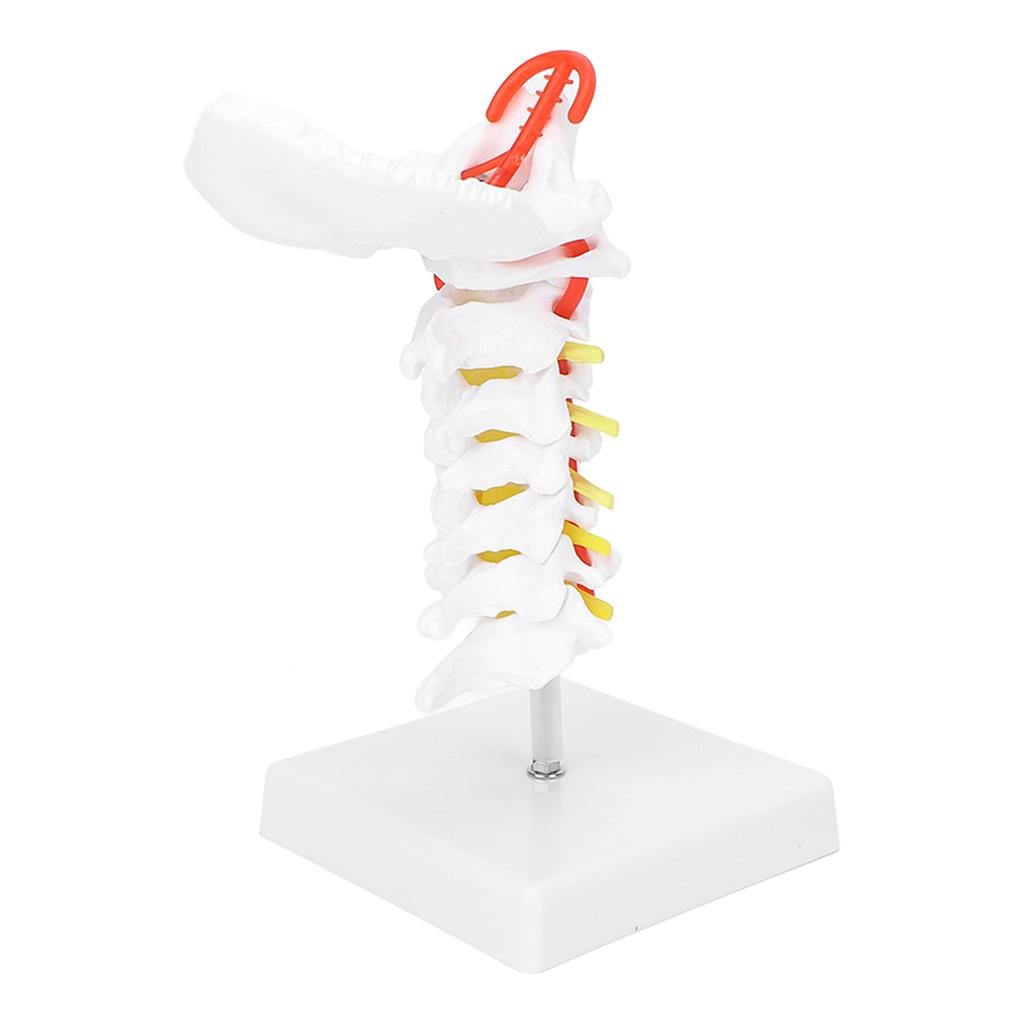 Cervical Vertebra Model Arteria Spine Spinal Nerves Anatomical Model for Science Classroom Study