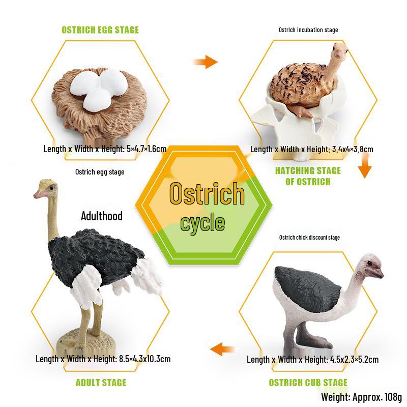 Animal Growth Cycle Models: Chicken, Duck, Goose, Butterfly, Turtle, Frog Montessori Teaching Figurines