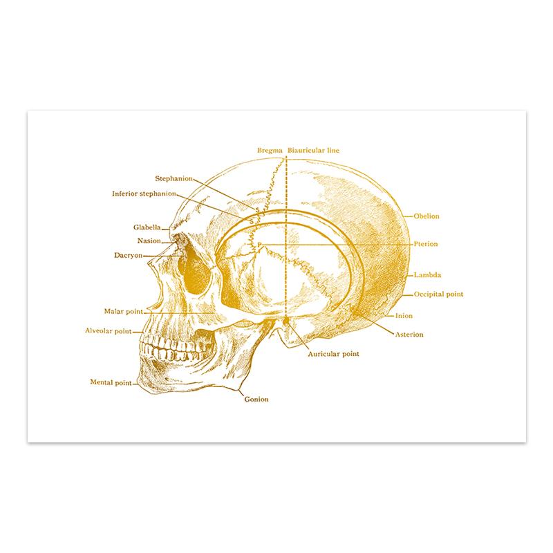 

Анатомия человека, медицинская настенная картина, скелет, орган, мышечная система, красочный постер, печать на холсте, живопись для образования тела 21x30cm No Frame