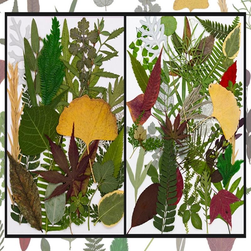 4Packs Dried Plant Specimens Craft Supplies 120 Real Pressed Leaves For DIY Jewelry Home Decors Natural Plant Materials Set