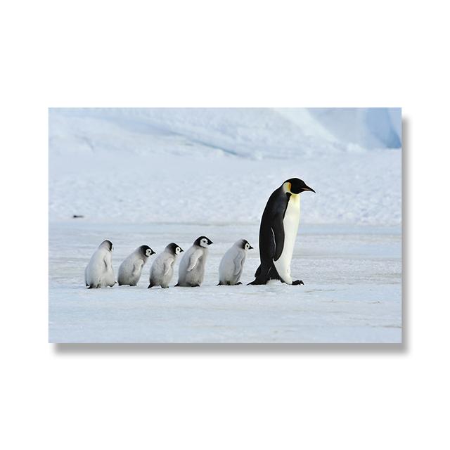 

Современный холст с пингвином, настенная живопись, антарктические существа, постеры с животными и принты, настенные панно для украшения гостиной 21cm×30cm NoFrame