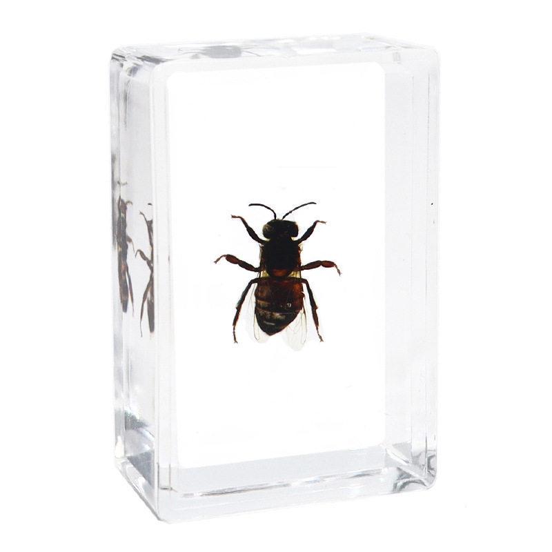 Okazy Owadów: Prawdziwy Pająk, Skorpion, Osa Błotna w Przezroczystej Żywicy do Nauczania i Dekoracji