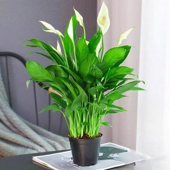 Smooth Sailing White Anthurium Potted Plant - Easy-to-Grow Indoor Greenery for Good Luck