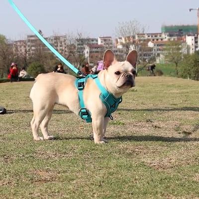 Hundegeschirr und Leine-Set, Brust und Rücken für Haustiere im Westenstil, reflektierendes und atmungsaktives Hundegeschirr zum Spazierengehen