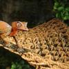 Practical 1PC with Suction Cups Flexible Soft Crabs House Reptile Hammock Geckos Mats Lizard Bed