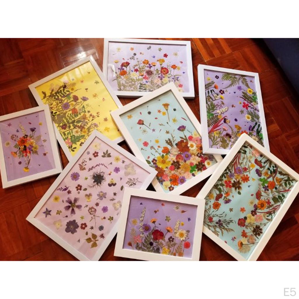 6 Natural Dried Flower Embellishment Case Decor