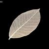 5~9CM*2~3.5CM,10PCS/Set,Real Dried Natural Vajra Leaf ,Pressed Dry Flowers Skeleton Leaves,DIY Wedding Decoration