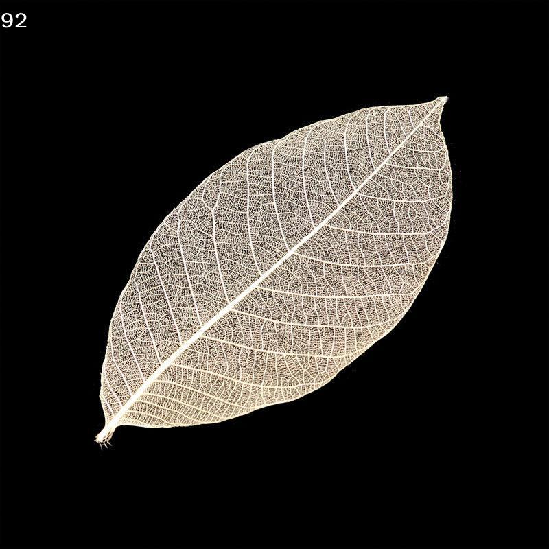 5~9CM*2~3.5CM,10PCS/Set,Real Dried Natural Vajra Leaf ,Pressed Dry Flowers Skeleton Leaves,DIY Wedding Decoration
