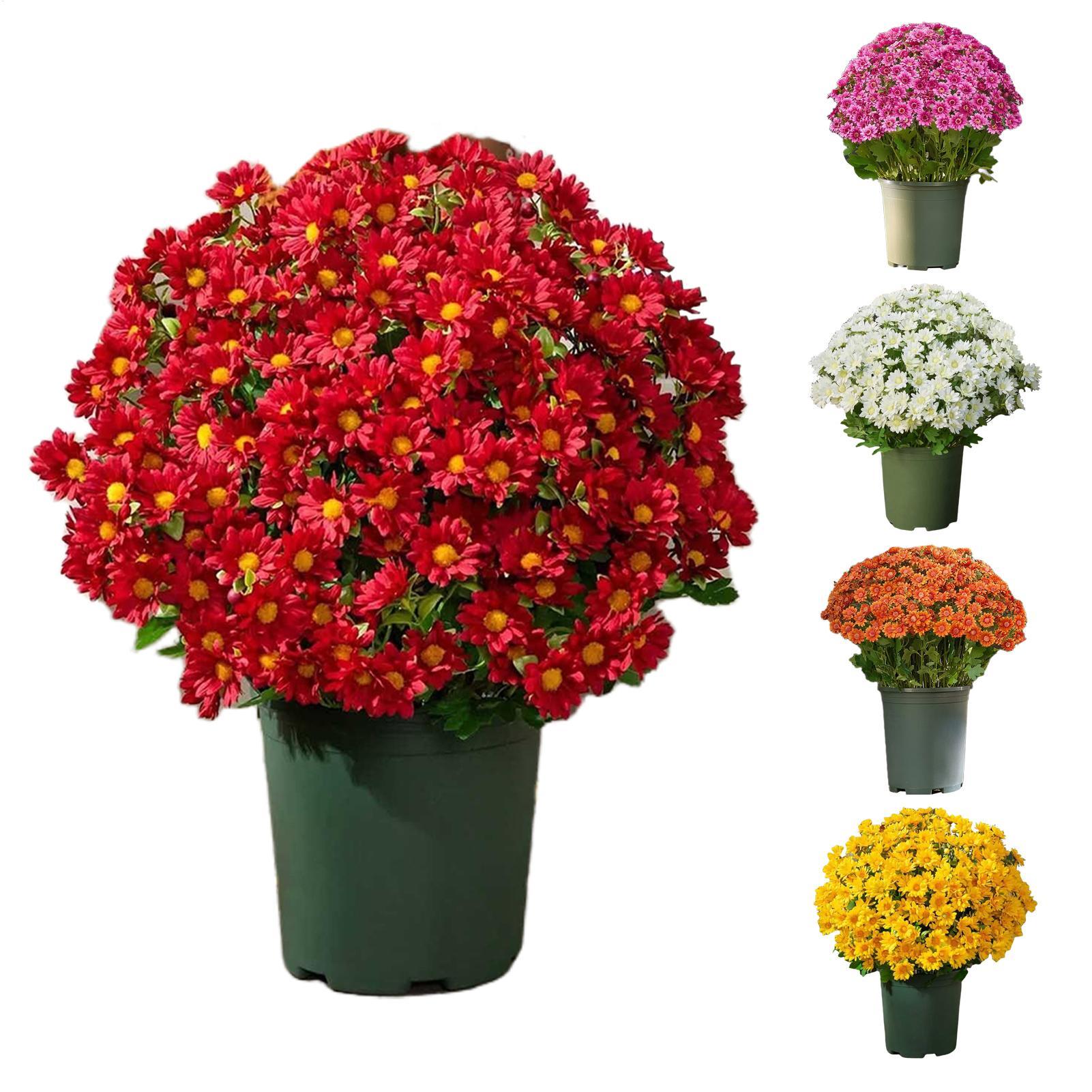 Artificial Mums for Outdoors 10-Bundle Artificial Outdoor Sunset Mums Fall Flowers Weather Resistant Plants Home Decorations for bianco