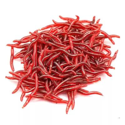 Wangfeng Simulated Red Worm Soft Lure