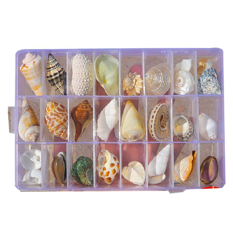 Floating Seashells Display Box Large-capacity Seashells Decorative Storage Box for Home and Beach Decoration