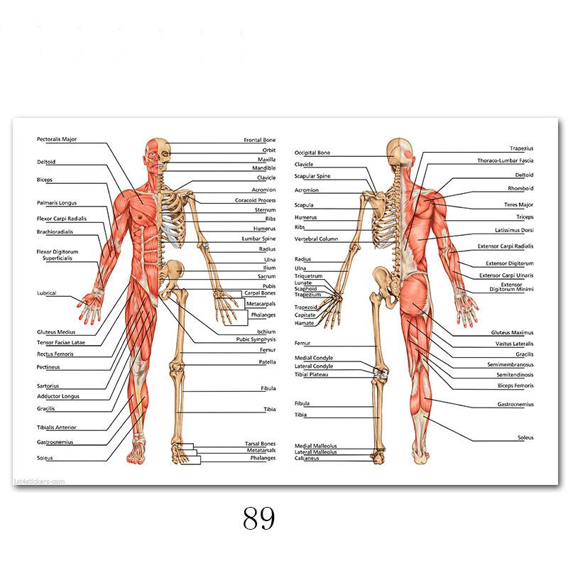 Svalový systém Plakáty Hedvábná tkanina Anatomická tabulka Lidské tělo Škola Lékařská věda Vzdělávací potřeby Domácí dekorace