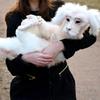 Falkor From The Neverending Story Plush Lucky Dragon Toy Pp Cotton Filling Home Decor Kids Gift