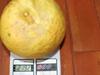 Halb selten Ponderosa Zitrone Die größte Zitronensorte der Welt 5 frische Samen
